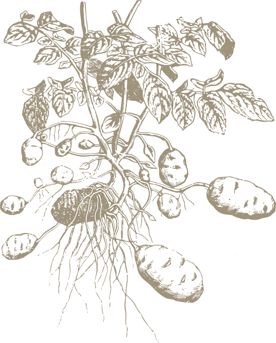 Ilustración de planta de papas.